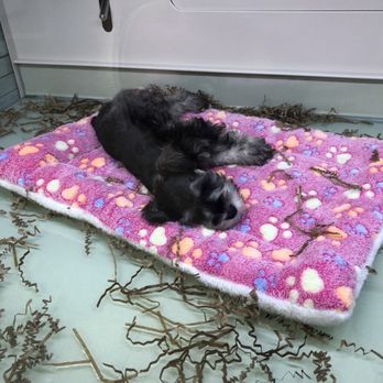 Boogie’s Pups - Pet Stores Near Me - Grapevine, Texas