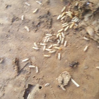 HOCUS POCUS Pest Control - Pest Control Near Me - El Paso, Texas HOCUS POCUS Pest Control - Pest Control Near Me - El Paso, Texas