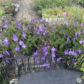 Andy's Garden - Pretty! - Nurseries & Gardening Near Me - Troy, Ohio