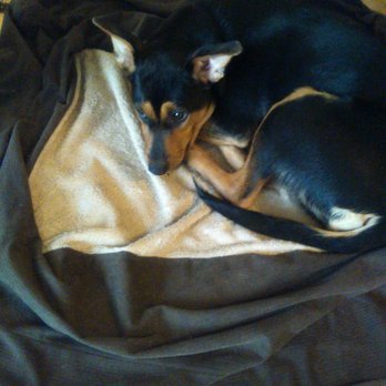 Chicago Canine Rescue - Animal Shelters Near Me - Chicago, Illinois Chicago Canine Rescue - Animal Shelters Near Me - Chicago, Illinois
