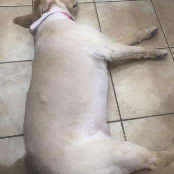 Dippity Do Dog - Awful!!! - Pet Groomers Near Me - Chandler, Arizona Dippity Do Dog - Awful!!! - Pet Groomers Near Me - Chandler, Arizona
