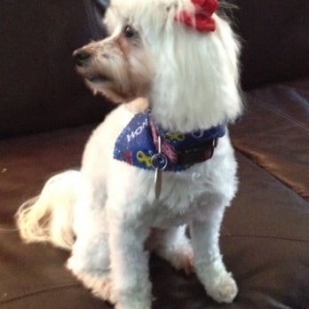 Pawsatively Purrfect - Great job!! - Pet Groomers Near Me - Flowery Branch, Georgia Pawsatively Purrfect - Great job!! - Pet Groomers Near Me - Flowery Branch, Georgia