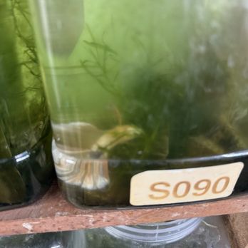 Coast Gem USA - Dead betta - Aquarium Services Near Me - National City, California
