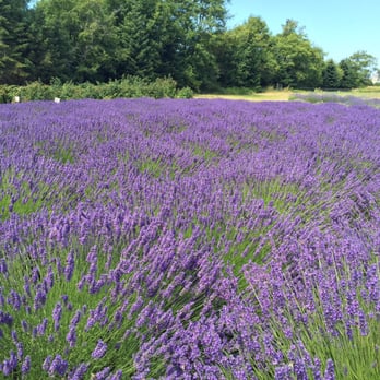 Fat Cat Garden & Gifts - Lavender field - Nurseries & Gardening Near Me - Sequim, Washington