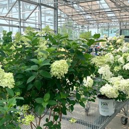 Hydrangeas galore! Hydrangeas galore!