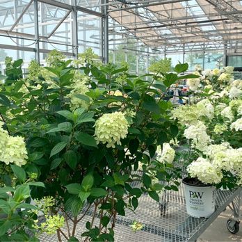 Niagara County Produce - Hydrangeas galore! - Fruits & Veggies Near Me - East Amherst, New York Niagara County Produce - Hydrangeas galore! - Fruits & Veggies Near Me - East Amherst, New York