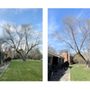 Photo of Lee’s Tree Services