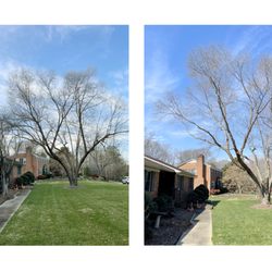 Lee’s Tree Services - Canopy reductions