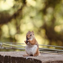 Ponderosa Pines Family Campground - Visitor at our site