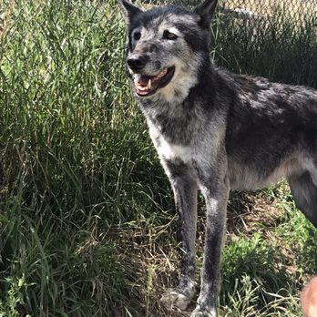 Mission Wolf - Community Service/Non-Profit Near Me - Gardner, Colorado