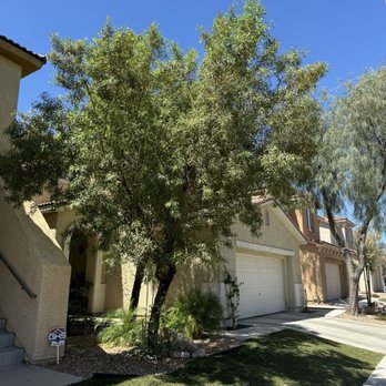 Julio Juarez Tree Trimming - Before - Tree Services Near Me Julio Juarez Tree Trimming - Before - Tree Services Near Me