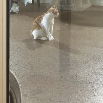 The Cat Cafe - Coffee & Tea Near Me - San Diego, California The Cat Cafe - Coffee & Tea Near Me - San Diego, California