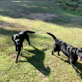 Ramson Kennel - Pet Sitting Near Me - Salisbury, Massachusetts Ramson Kennel - Pet Sitting Near Me - Salisbury, Massachusetts