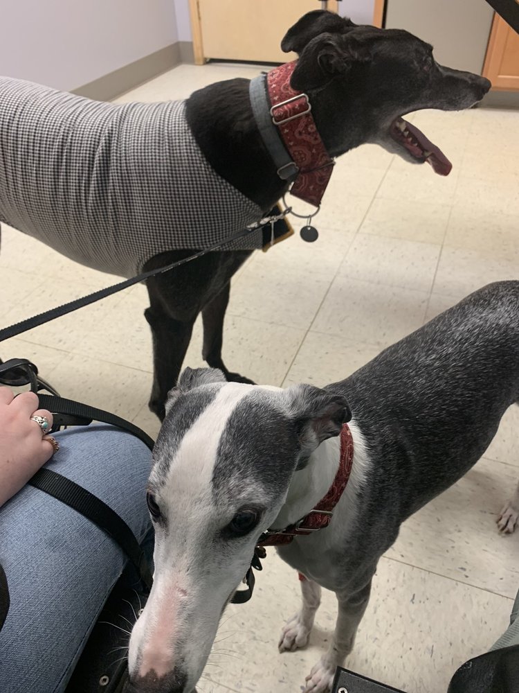 PRIMARY PET CARE Updated October 2024 11 Photos & 34 Reviews 3661