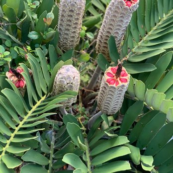 Key West Garden Club - Flora - Venues & Event Spaces Near Me - Key West, Florida Key West Garden Club - Flora - Venues & Event Spaces Near Me - Key West, Florida