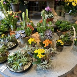 Anthropologie
