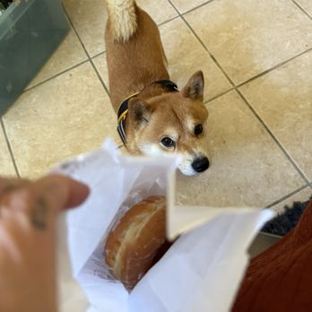 St. Pete Bagel - Bonus donut - Donuts Near Me - Dunedin, Florida St. Pete Bagel - Bonus donut - Donuts Near Me - Dunedin, Florida