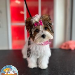 Great Paws pet Grooming
