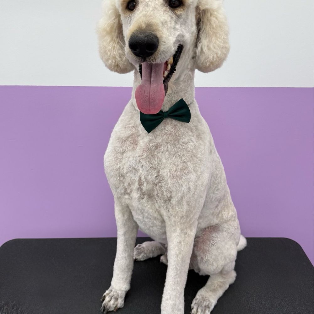 Pawssentials - Pet Groomers Near Me - Milpitas, California