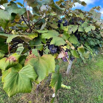 Castel Grisch Winery - a bunch of grapes growing on a vine - Wineries Near Me - Watkins Glen, New York