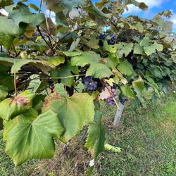 Castel Grisch Winery