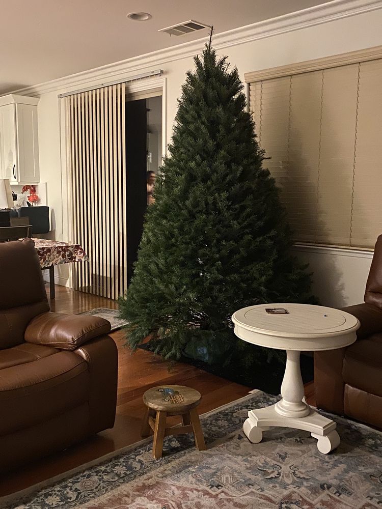 LAMB’S CHRISTMAS TREES with photos Updated August 2024 32 Photos