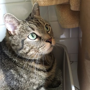 MSPCA Angell - My adorable cat Max - Veterinarians Near Me - Boston, Massachusetts MSPCA Angell - My adorable cat Max - Veterinarians Near Me - Boston, Massachusetts