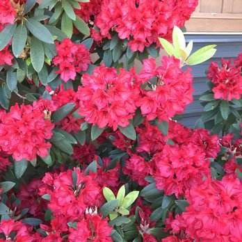 Robert Biale Vineyards - Beautiful flowers dot the property. - Wine Tours Near Me - Napa, California