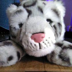Biomat USA - eye of the tiger