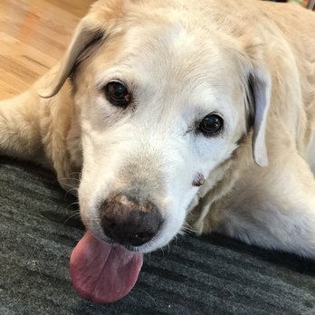 4 Paws Mobile Veterinary Services - Our sweet boy on his final day. - Veterinarians Near Me 4 Paws Mobile Veterinary Services - Our sweet boy on his final day. - Veterinarians Near Me
