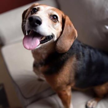 The Furrtographer - Pet Photography Near Me The Furrtographer - Pet Photography Near Me