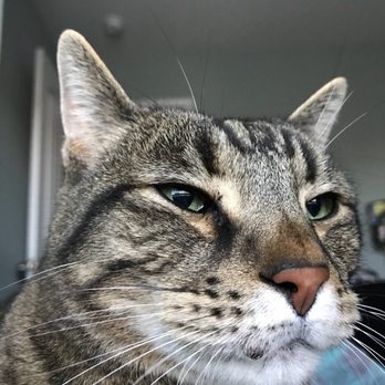 PetSmart - Reason for pricey cat food!  He's worth it. - Pet Stores Near Me - Raleigh, North Carolina