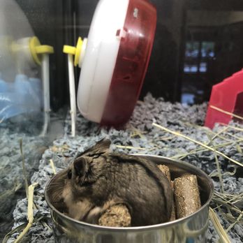 PetSmart - Pet Stores Near Me - Oswego, Illinois PetSmart - Pet Stores Near Me - Oswego, Illinois