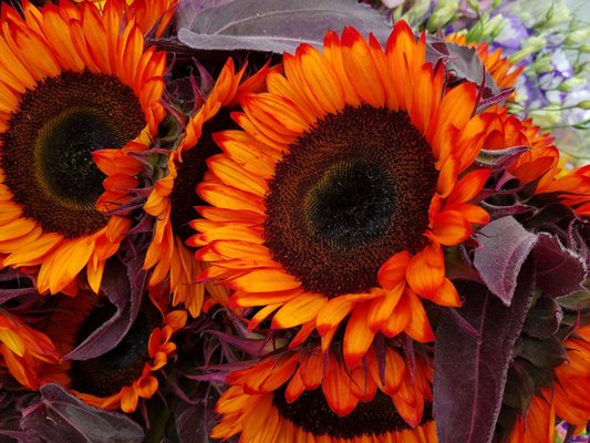 Carytown Farmers Market by null