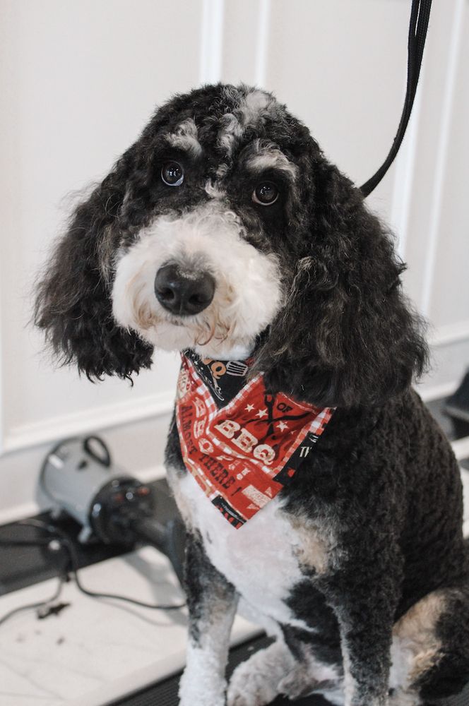 Dog Groomers Edmond Oklahoma at John Shay blog