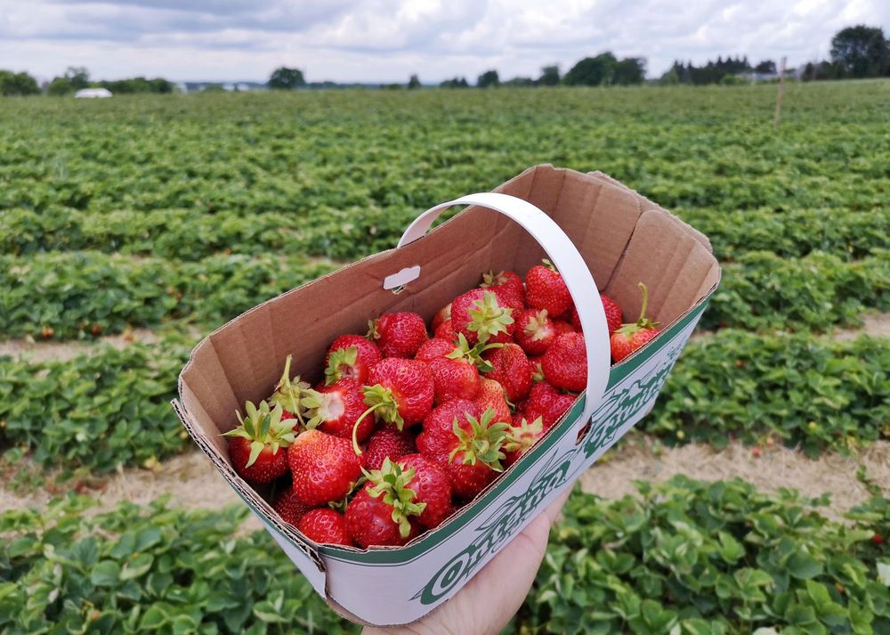 Robinntide Farm ROBINTIDE FARMS - 66 Photos - 2720 King Vaughan Road, Maple, Ontario ...