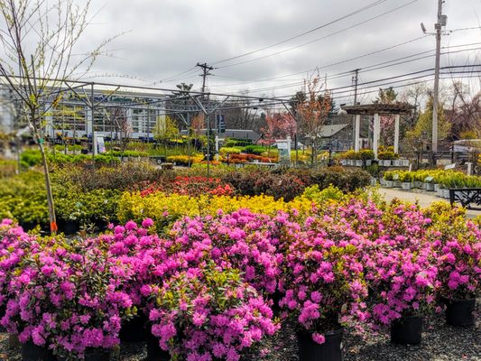 SEOANE’S GARDEN CENTER - Updated January 2026 - 101 Photos &amp; 41 Reviews ...