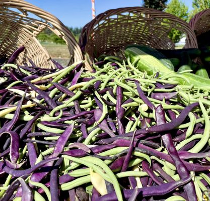 Hillsdale Farmers' Market by null