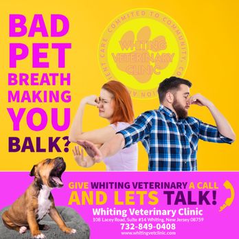Whiting Veterinary Clinic - Come and see why all of your neighbors are putting their pets paws in our hands, call Whiting Veterinary Clinic and schedule a visit. - Veterinarians Near Me - Manchester, New Jersey Whiting Veterinary Clinic - Come and see why all of your neighbors are putting their pets paws in our hands, call Whiting Veterinary Clinic and schedule a visit. - Veterinarians Near Me - Manchester, New Jersey
