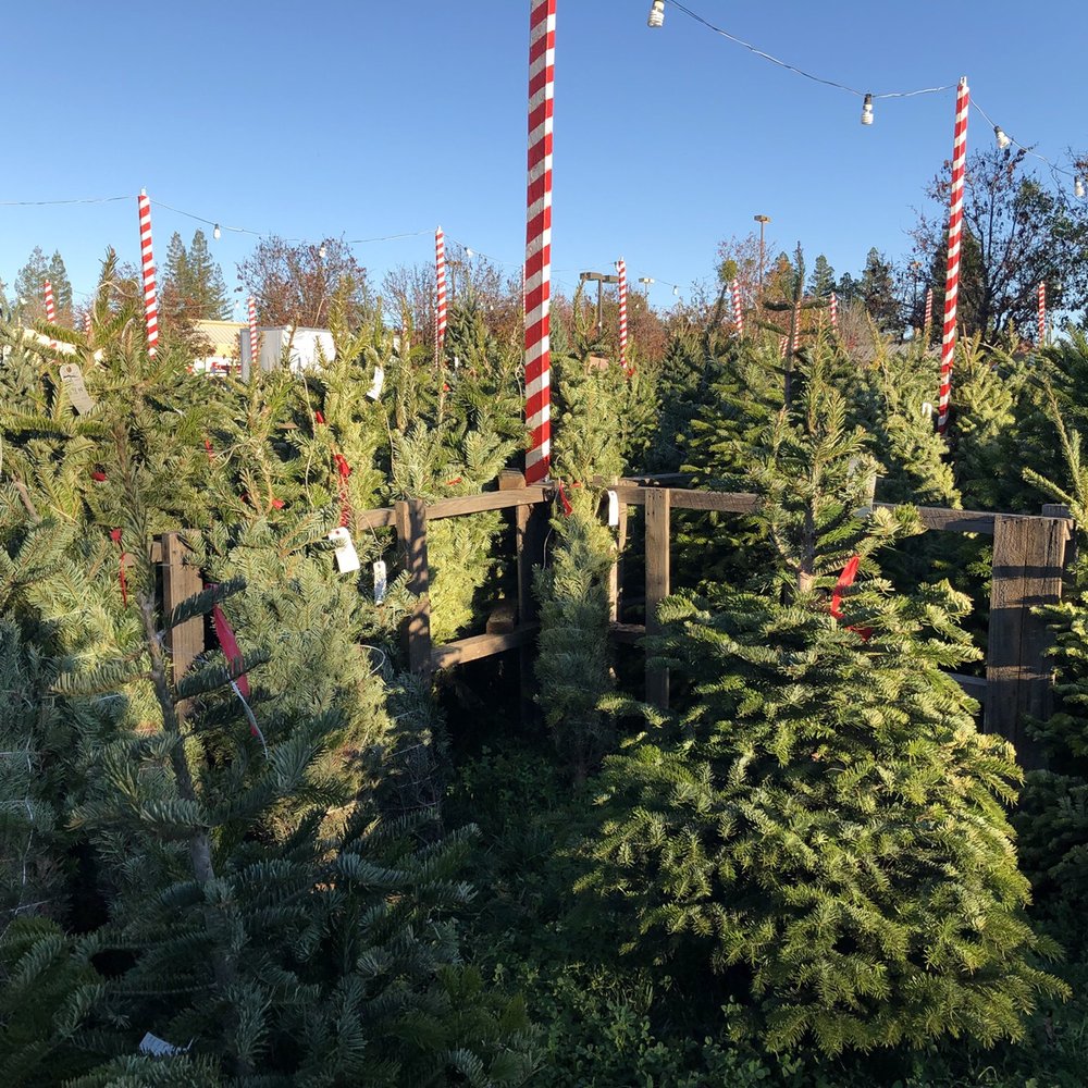 BSA Troop 317 Christmas Tree - Christmas Trees Near Me - Concord, California BSA Troop 317 Christmas Tree - Christmas Trees Near Me - Concord, California
