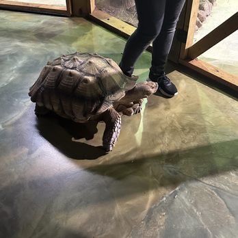SeaQuest - Lynchburg - Turtle - Aquariums Near Me - Lynchburg, Virginia