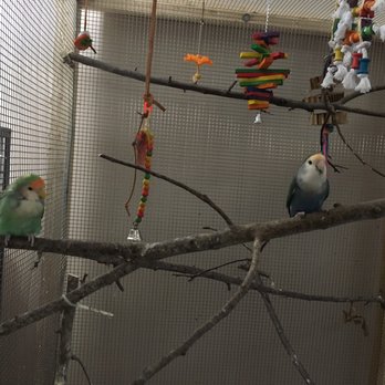 VetVision - Back in the aviary. - Veterinarians Near Me - Fairfax, Virginia VetVision - Back in the aviary. - Veterinarians Near Me - Fairfax, Virginia