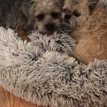 Sunnycrest Animal Care Center Updated Covid 19 Hours Services 74 Photos 93 Reviews Veterinarians 951 W Bastanchury Rd Fullerton Ca Phone Number Yelp