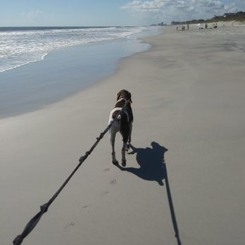 B3 Pet Care - We'll take your pup for a beach walk! - Dog Walkers Near Me