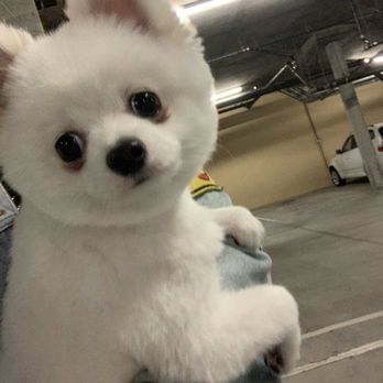 Bubble Dogs Grooming - Pet Groomers Near Me - West Covina, California Bubble Dogs Grooming - Pet Groomers Near Me - West Covina, California