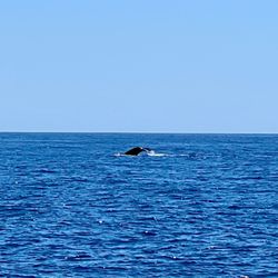 Blue Sky Cabo - Whale tail viewed from our boat. We saw several whales on this trips. 03/14/23.