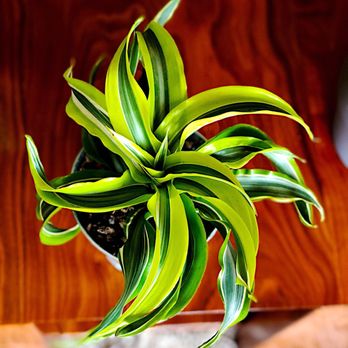 OC Succulents - Lemon surprise - Nurseries & Gardening Near Me - Irvine, California