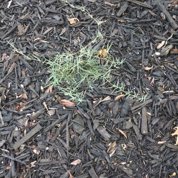 Hearn Landscaping - Weeds - Landscaping Near Me - Stockton, California Hearn Landscaping - Weeds - Landscaping Near Me - Stockton, California