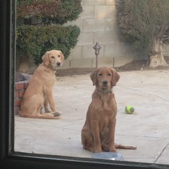 Stacy's Critter Sitters - Goldie and Dodo - Dog Walkers Near Me