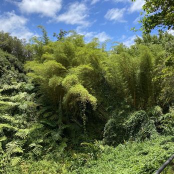 Akaka Falls State Park - 06.04.21 lush greenery - Parks Near Me - Honomu, Hawaii
